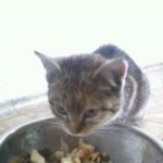 Irena P.